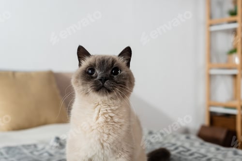 Preview: domestic cat sitting on blurred background at home
