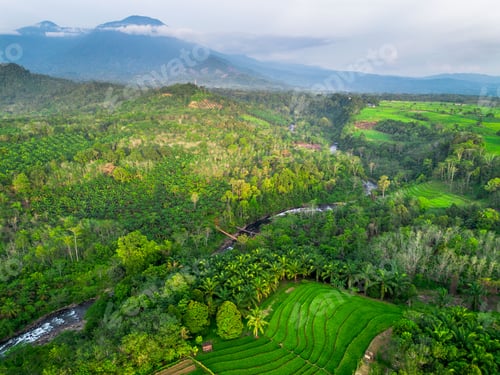 Preview: beautiful morning view indonesia panorama landscape paddy fields