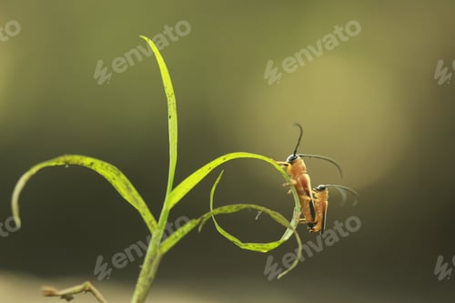 Preview: Matting insect