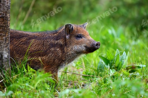 Preview: Wild boar on the forest