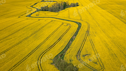 Preview: Aerial view of field of rapeseed in Poland countryside.