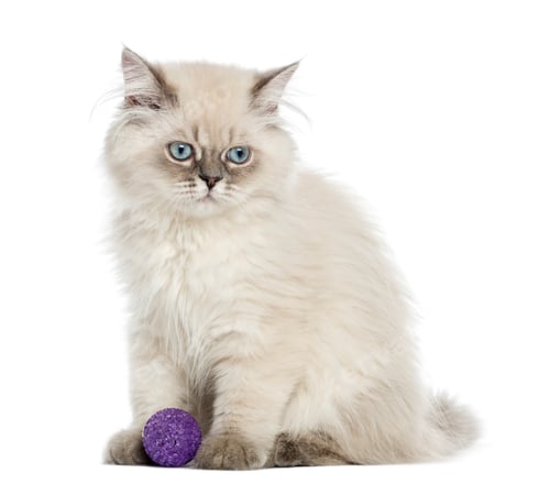 Preview: British Longhair kitten sitting with a ball, 5 months old, isolated on white