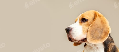 Preview: Portrait of a beagle dog on a beige isolated background. Close-up.