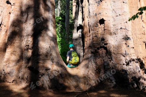 Preview: Tourist with backpack hiking among sequoia redwoods