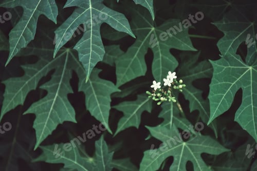 Preview: Beautiful blurred leaves nature background. Vintage tone filter color style.
