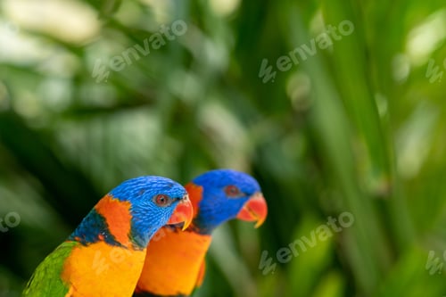 Preview: Image of two rainbow lorikeets perched on the branch of a tree in a natural outdoor setting