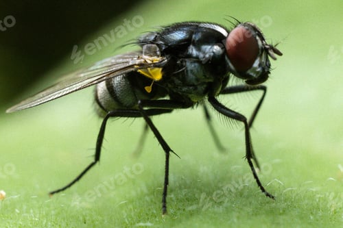 Preview: Small insects macro details texture kenya east africa
