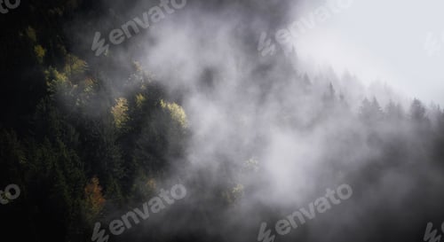 Preview: A foggy day in the forest