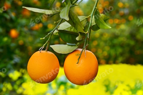 Preview: Two oranges on a tree
