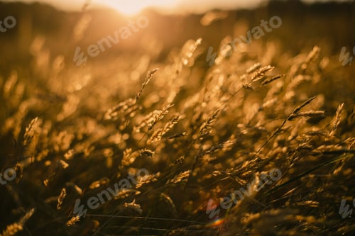 Preview: Golden light