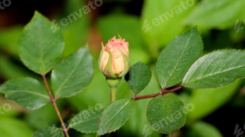 Preview: Pink Rosebud In Garden - Close Up Photograph Of A Delicate Pink Rosebud In A Garden With A