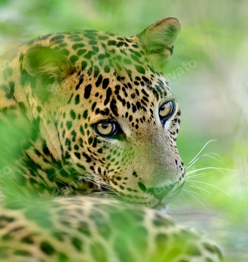 Leopard Portrait Amidst Lush Greenery in Nature