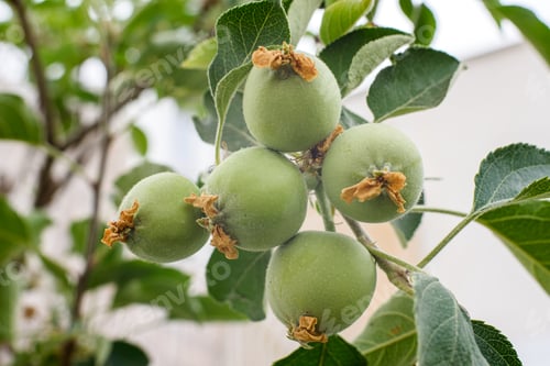 Preview: Apple buds, still unripe green fruit growing on the tree.