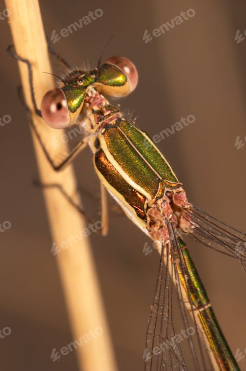 Preview: Dragonfly (Lestes Barbarus)