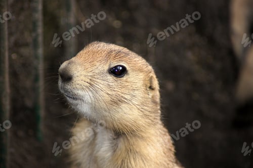 Preview: Closeup shot of a fluffy gopher