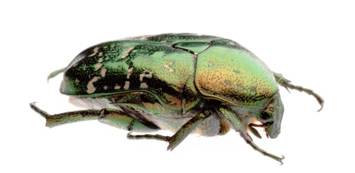 Preview: Extreme Close Up of a Green Scarab Beetle