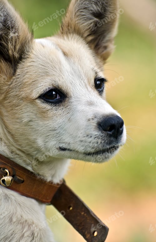 Preview: THe Dog