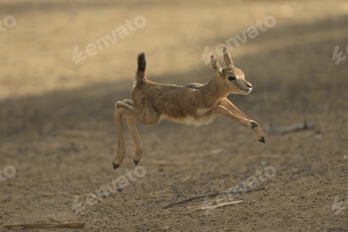 Preview: Closeup shot of a baby deer hopping around
