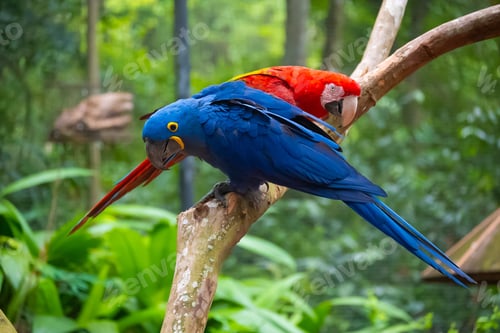 Preview: Colorful macaw parrots perched on a tree branch, looking down
