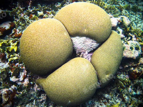 Preview: Brain Coral Underwater in the Caribbean Sea