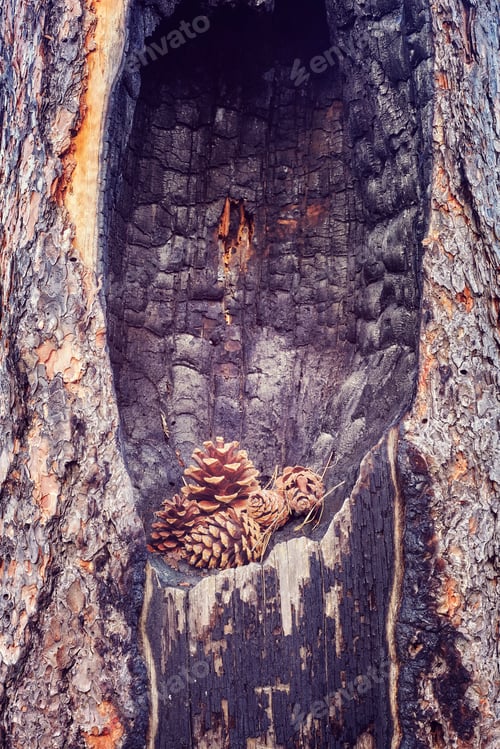 Preview: Pine cones in a burnt tree hollow.