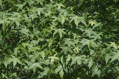 Preview: American Sweetgum (Liquidambar Styraciflua). Called Redgum, Sweet Gum, Satinwood, Hazel Pine