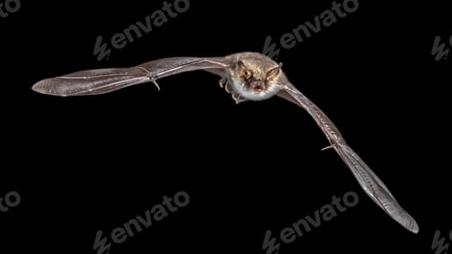 Preview: isolated Flying bat on black background