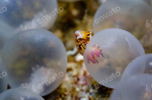 Preview: Hatching of a flamboyant cuttlefish