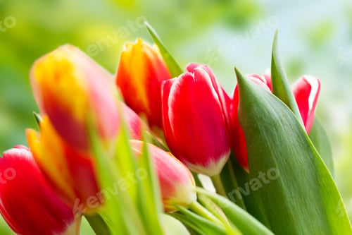 Preview: close up of tulip flowers