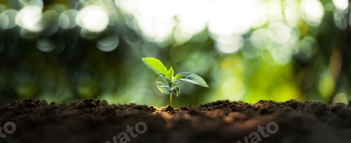 Preview: Growth Trees concept Coffee bean seedlings nature background
