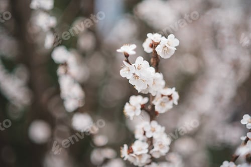 Preview: Springtime
