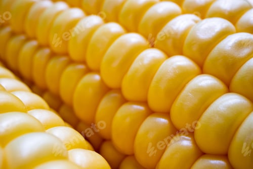 Preview: Texture of sweet corn grains. Fresh corn on cobs. Macro of corn background