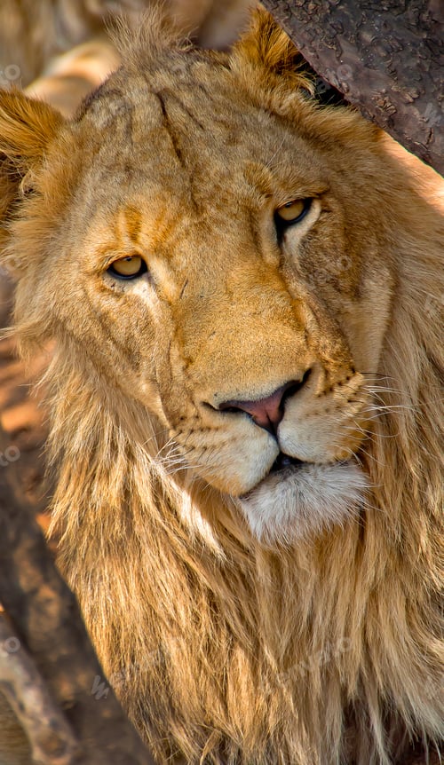 Preview: Lion, Wildlife Reserve, South Africa