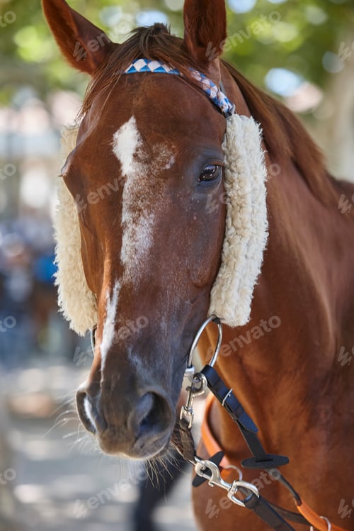 Preview: Race horse head detail. Purebred in the hippodrome. Turf