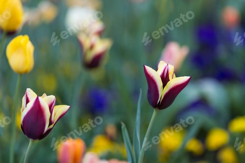Preview: Amazing white tulip flowers blooming in a tulip field, against the background of blurry tulip flower