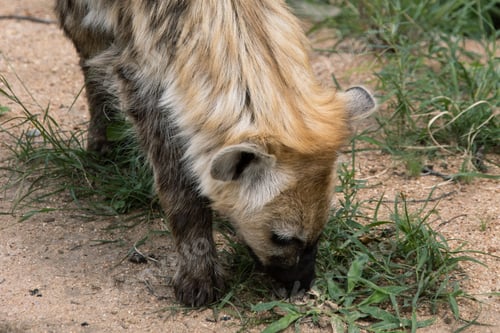 Preview: Hyena relaxing in the Kruger National safari park in South Africa