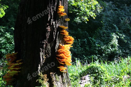 Preview: Large parasitic mushroom. Crab-of-the-woods, sulphur polypore, sulphur shelf or chicken-of-the-woods