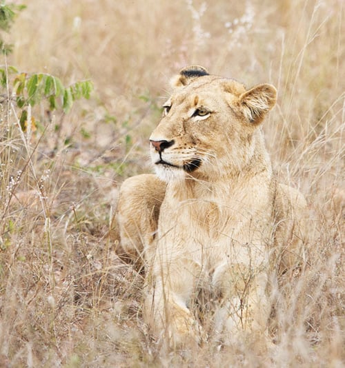 Preview: A Beautiful South AfricaWildlife picture of World