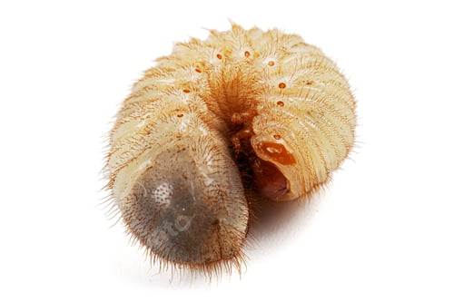 Preview: May beetle larvas, lat. Melolontha , Phyllophaga, isolated on white background