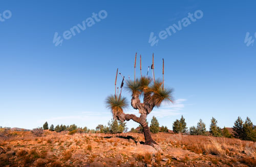 Preview: Grass Tree