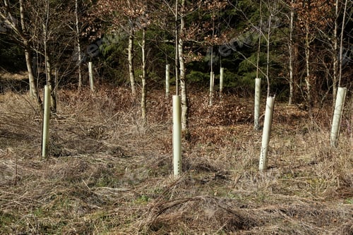 Preview: Shot of newly planted trees equipped with a supporting stick and a plastic tube