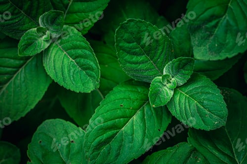 Preview: Natural background, green mint leaves top view.