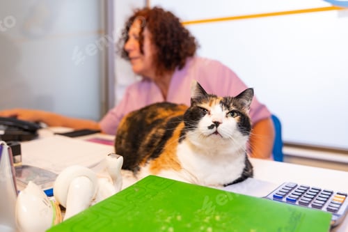Preview: Veterinary clinic, head of the clinic at the table with the computer and with a beautiful cat