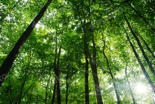 Preview: trees in the forest and blue sky
