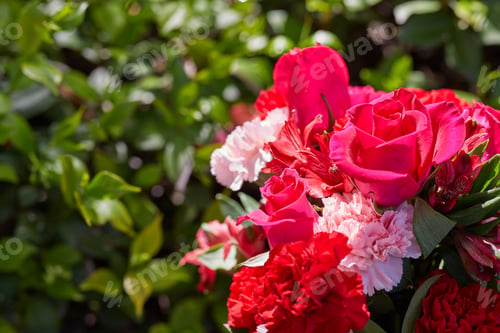 Preview: Photo of fresh colorful flowers at the garden in vase