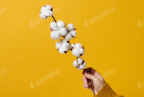Preview: Female hand holding a twig with cotton flowers on a yellow background, close up
