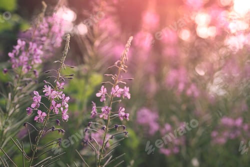 Preview: Wildflowers on field in summer