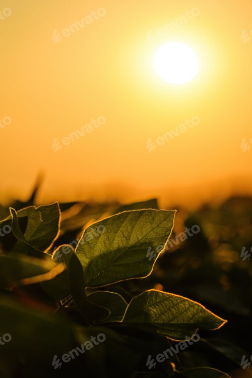 Preview: Soybean cultivated field in summer sunset