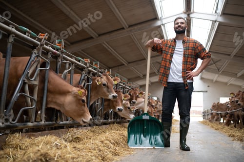 Preview: Farmer standing with shovel watching jersey cattle eating hay in cowshed