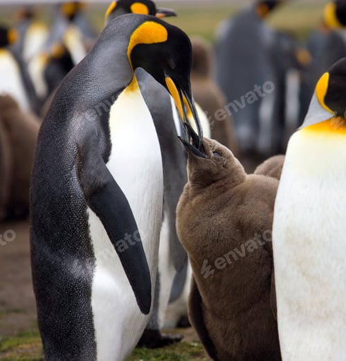 Preview: King Penguins - Falkland Islands